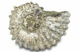Bumpy Ammonite (Douvilleiceras) Fossil - Madagascar #277170-1